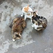 双月伴孤鸟的个人资料头像