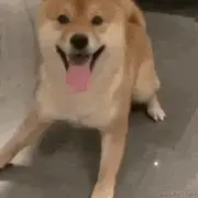 用户4119560928622的个人资料头像