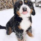 叉烧包酱的个人资料头像