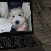 前端蚂蚁的个人资料头像