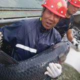 丰山育林林头像