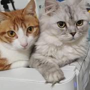 醒哥32的个人资料头像