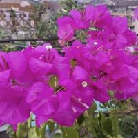 一天六个枣头像