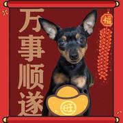 孙志强441的个人资料头像