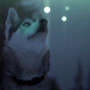 Nokian的个人资料头像