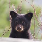 单车小熊的个人资料头像