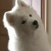 掘掘掘掘掘掘掘掘掘掘的个人资料头像