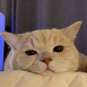 竹音Java码农分享的个人资料头像