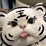 醉猫班布头像