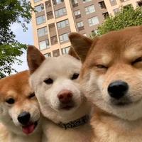 风姿卓越小猫6u5头像