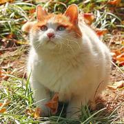 A猫哥的个人资料头像