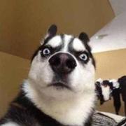 程序员阿涛的个人资料头像