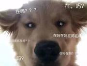 十根甘蔗的个人资料头像