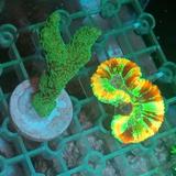 科尔沁的歌声头像