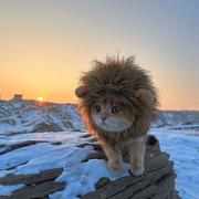 loke的个人资料头像