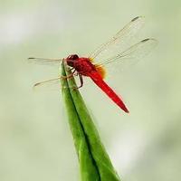 有机龙卷风头像