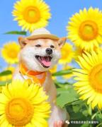 我要成为海贼王的女人的个人资料头像