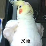 热茶冷瘾头像