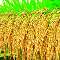 稻谷魔法师头像