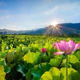 小火炭906头像