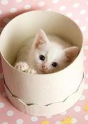 银耳君的个人资料头像