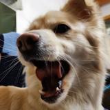 划水小布丁头像