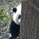 大Ju已定头像