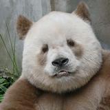 白白胖胖大熊猫头像