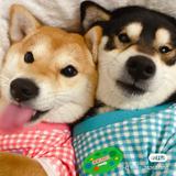 冬瓜冬瓜在哪里头像