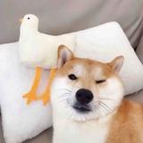 今天脸肿了头像