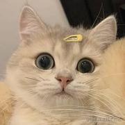 apple211的个人资料头像