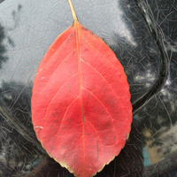 伍哥小常识头像