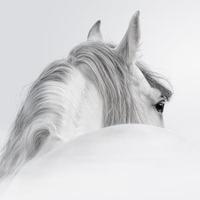 运筹帷幄海燕3头像