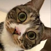 Intro的个人资料头像