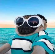 啥都不会的小柒的个人资料头像