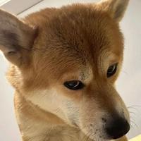 用户9869038369284头像