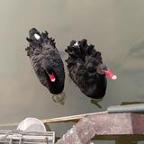 才高八斗花猫xTr头像