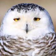 铜龙的个人资料头像