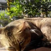 RyanLuo的个人资料头像