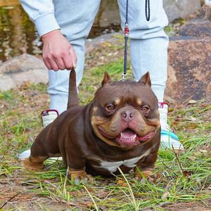 青岛王大禹奢宠头像