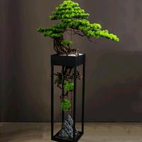 绿化那个小张头像