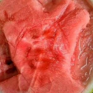 一只鸽子up头像