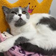 胖胖崽的个人资料头像