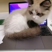 顾思远的个人资料头像