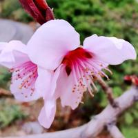 闲云野鹤2P9H头像