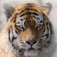 跃跃欲试的书迎头像