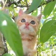 烤猫猫猫猫猫的个人资料头像