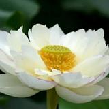 清爽139头像