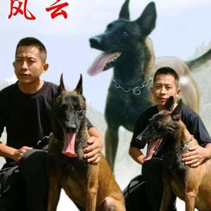 伟伟训犬头像