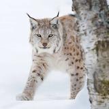 不甘人后806头像